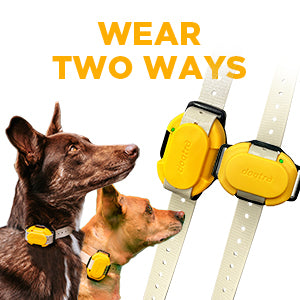 Dogtra CUE E-Collar Remote Dog Training Collar for Dogs Waterproof Rechargeable Vibration Safety Level Lock Boost