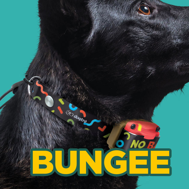 Dogtra Tom Davis 280C Boost and Lock Remote Dog Training E-Collar, Bungee, Waterproof, 127-Level 1/2-Mile Range